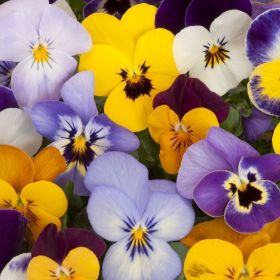 Viola - Mixed - 9cm